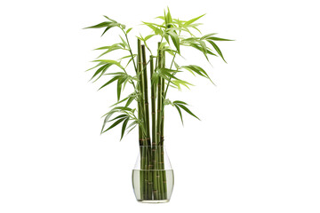 Obraz premium Lush Green Bamboo Stems Gracefully Arranged in a Clear Glass Vessel on a Bright Sunny Afternoon on Transparent PNG Background.