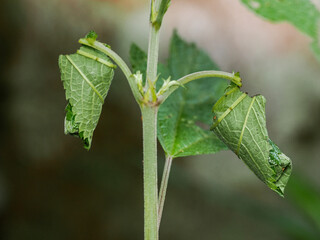 beetle weaves eggs from a  leaf