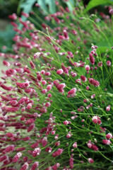 Closeup of a bed of Great Burnet plants, Derbyshire England
