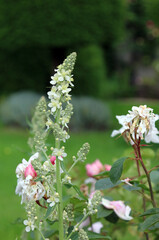 Closeup of a White Mullein flower spike, Derbyshire England
