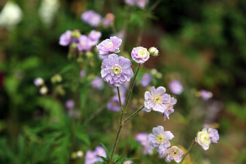 Closeup of Geranium Pratense Summer Skies blooms, Derbyshire England
