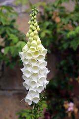 Macro image of white Foxglove blooms, Derbyshire England  © Judith
