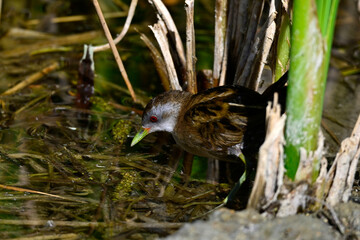 Little crake - male // Kleines Sumpfhuhn - Männchen  (Zapornia parva)