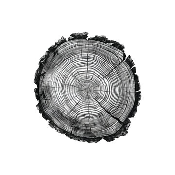 Cross section of tree trunk I Tree ring I wood slices vector