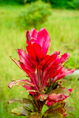 red flowers in the garden