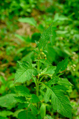close up of nettle