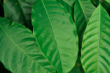 coffee plant and its green leaves
