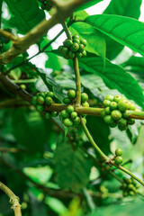 Green coffee beans on a branch of coffee tree at Mount Puntang West Java