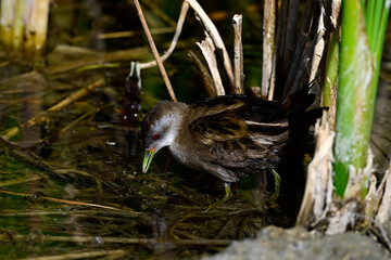 Kleines Sumpfhuhn - Männchen // Little crake - male (Zapornia parva)