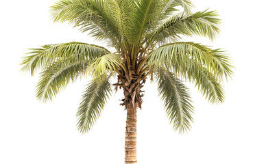 Palmyra palm, isolated on white background