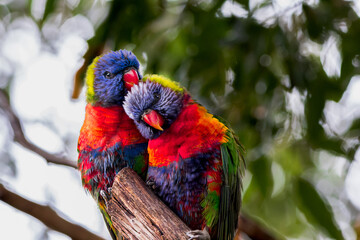 rainbow lorikeet parrots