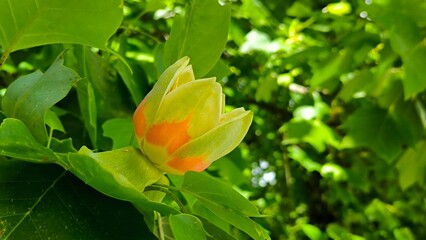 blooming tulip poplar tree close up