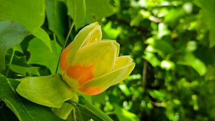 blooming tulip poplar tree close up