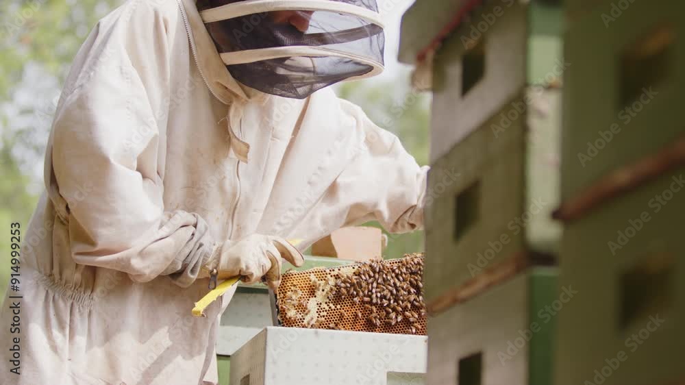 Poster side view of apiarist in suit removing and inspecting hive frame with bees