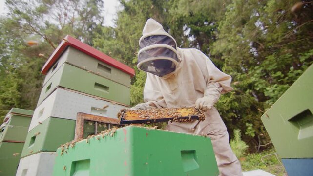 Closeup slomo pan shot of apiculturist among buzzing bees returning hive frame