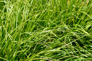 Green Chinese Fountain Grass leaves