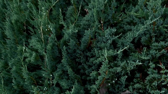 Close up of a juniper trees branches	