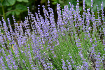 Broadleaved lavender flowers