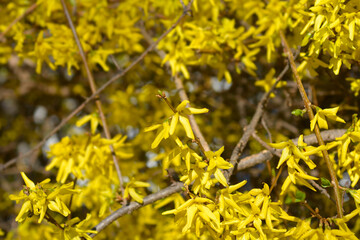 Weeping forsythia flowers