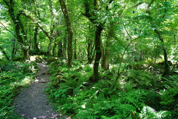 spring pathway through thick ferns