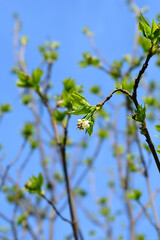 European bladdernut branch with flowers
