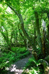 mossy old trees and pathway in the gleaming sunlight
