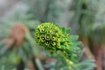 Spurge Black Pearl flowers