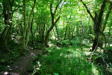 refreshing spring forest with fine pathway