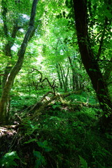 primeval forest in the spring sunlight