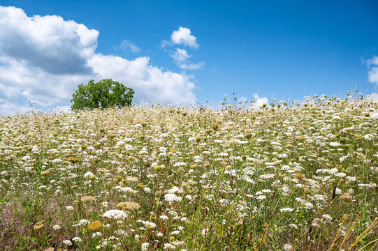 Meadow with white yarrow and hogweed flowers, blooming wildflower field with a tree, blue sky and clouds, nature in summer, environment and ecology concept