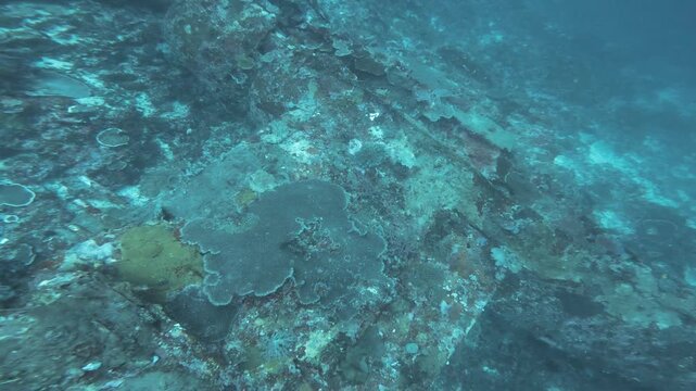 An underwater shot of the sunken Republic P-47 Thunderbolt from World War II in Raja Ampat, Indonesia. The serene blue waters and historical significance evoke a sense of mystery and reverence.
