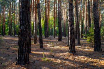 Obraz premium Forest Scene with Tall Pine Trees Photo
