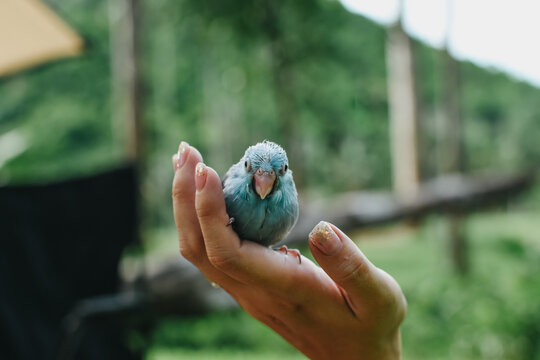 Close up of little parrotlet (Forpus xanthops). Happy cobalt turquoise parrotlet on the hand.