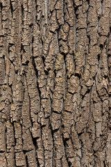 Old Wood Tree Texture Background Pattern