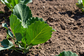 young cabbage sprout on the vegetable bed