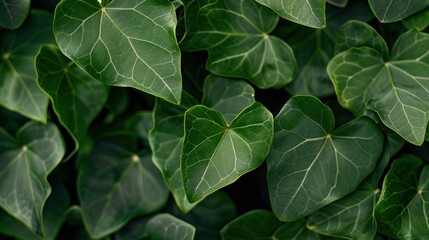Close-up of Lush Green Leaves with Prominent Veins