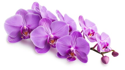 Obraz premium Elegant Purple Orchid Branch