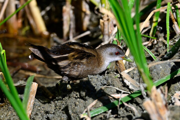 Little crake - male // Kleines Sumpfhuhn - Männchen (Zapornia parva)