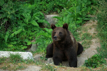 Fototapeta premium Eurasian brown bear in Buzau Mountains, Romania