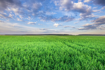 Obraz premium A large field of green grass with a clear blue sky in the background