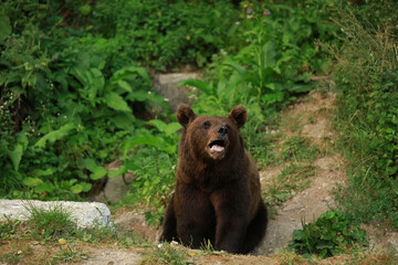 Eurasian brown bear in Buzau Mountains, Romania