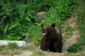 Fototapeta premium Eurasian brown bear in Buzau Mountains, Romania