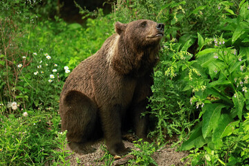 Fototapeta premium Eurasian brown bear in Buzau Mountains, Romania