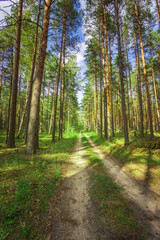 A dirt road in a forest with trees on both sides