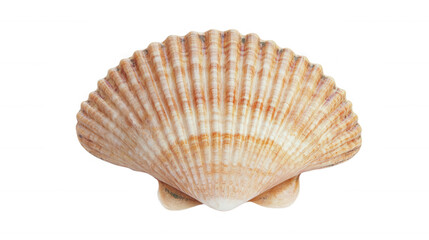 A beautiful seashell showcasing intricate patterns and textures, transparent background