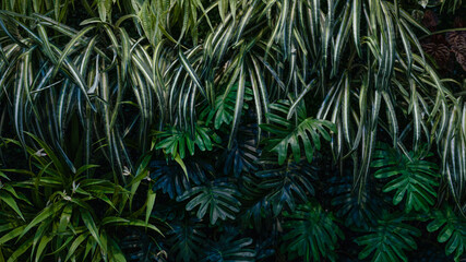Full Frame of Green Leaves Pattern Background, Nature Lush Foliage Leaf Texture, tropical leaf.