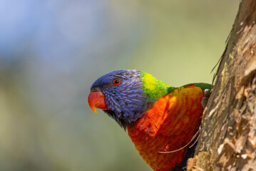 A multicolored Rainbow Lorikeet peeps out behind a paperbark tree aka melaleuca or tea tree, against a blurred background in a park in Currumbin on the Gold Coast in Queensland, Australia.