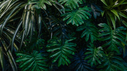 Full Frame of Green Leaves Pattern Background, Nature Lush Foliage Leaf Texture, tropical leaf.