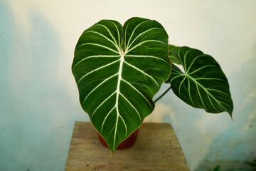 Philodendron gloriosum leaves close up, tropical foliage, dark green bright vein leave © lacastudio
