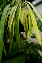 close up of variegated plants, tropical garden, Anthurium vittariifolium variegated hanging, indoor plants